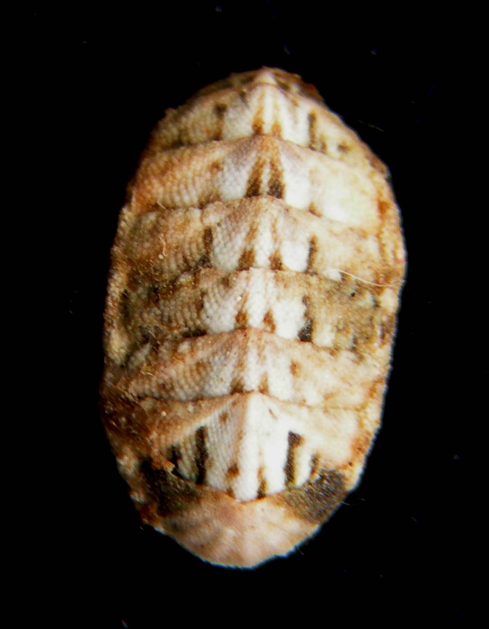 Lepidochitona monterosatoi